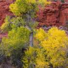 USA, Arizona. Cottonwood trees in autumn. Art Print